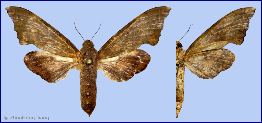 Female Smerinthulus perversa pallidus, Wuyishan, Fujian, China. Photo: &copy; Zhuo-Heng Jiang.