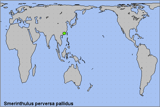 Global distribution of Smerinthulus perversa pallidus. Map: &copy; NHMUK.