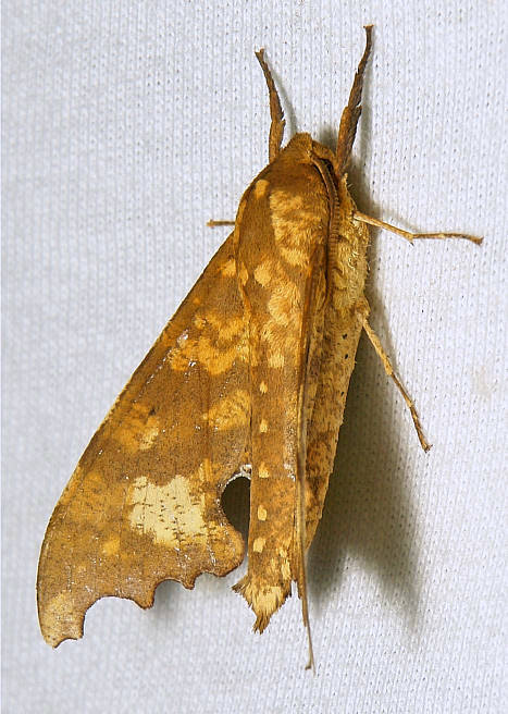 Male Smerinthulus perversa perversa, Simao/Pu'er, Yunnan, China, 28.ii.2013. Photo: &copy; John Horstman.