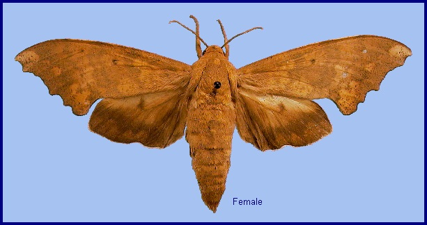 Female Smerinthulus perversa perversa. Photo: &copy; NHMUK