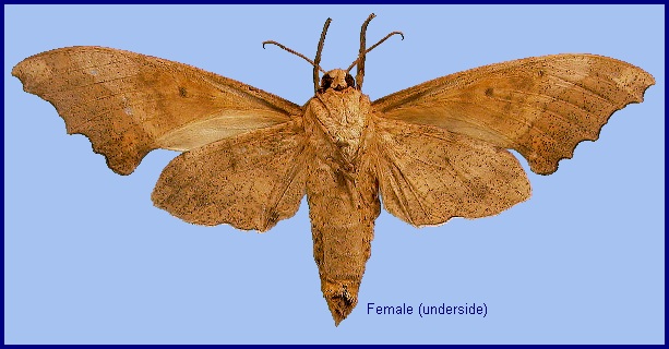 Female Smerinthulus perversa perversa. Photo: &copy; NHMUK