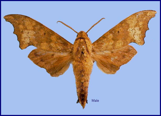 Male Smerinthulus perversa perversa. Photo: &copy; NHMUK