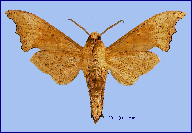 Male Smerinthulus perversa perversa. Photo: &copy; NHMUK
