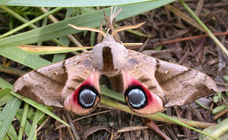Male Smerinthus planus planus in alarm posture, 'Mt. Maly Bator' (Onon river valley), 7 km west Nizhniy Casuchey, south Chita Province, Transbaikalia, Russia, 2.viii.2002. Photo: &copy; Vladimir Dubatolov.