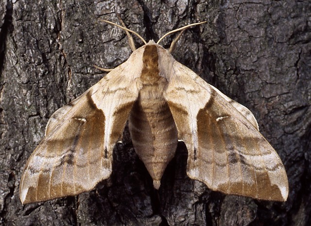 Female Smerinthus planus planus (brown summer form), Louguantai Forest Park (near Xi'an), Shaanxi, China, 20.vii.1995. Photo: &copy; Tony Pittaway.