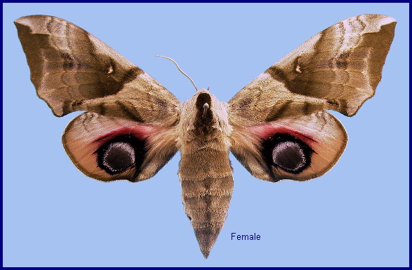 Female Smerinthus planus planus. Photo: &copy; NHMUK
