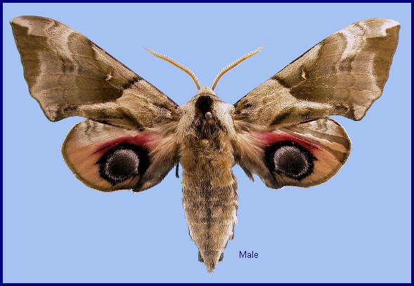 Male Smerinthus planus planus. Photo: &copy; NHMUK