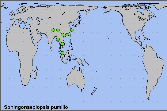 Global distribution of Sphingonaepiopsis pumilio. Map: &copy; NHMUK.