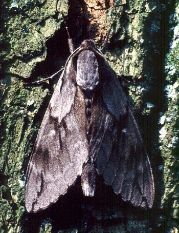 Female Hyloicus caligineus sinicus, Hangzhou, Zhejiang, China, 30.vi.1995. Photo: &copy; Tony Pittaway.