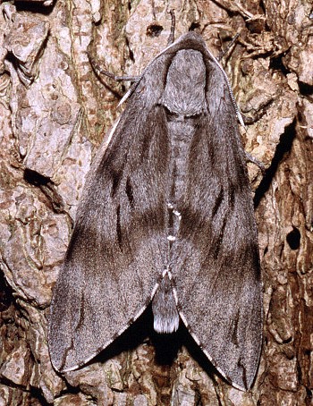 Female Hyloicus caligineus sinicus, Beijing, China. Photo: &copy; Tony Pittaway.