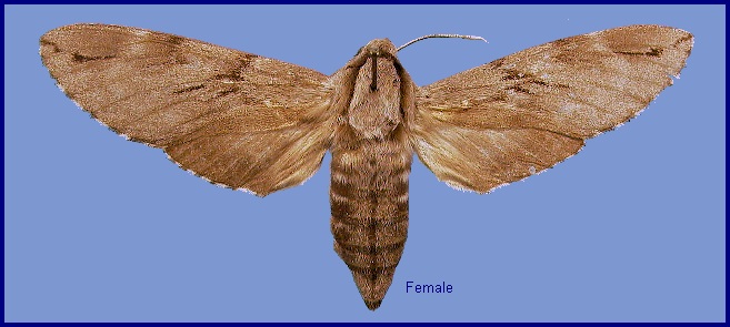 Female Hyloicus caligineus sinicus. Photo: &copy; NHMUK