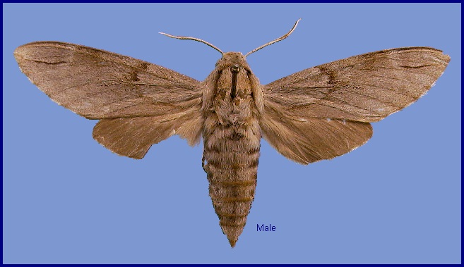 Male Hyloicus caligineus sinicus. Photo: &copy; NHMUK