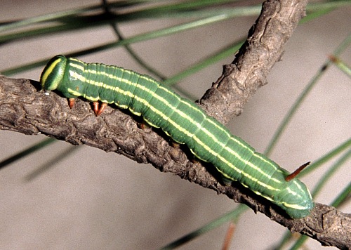 Fourth instar larva of Hyloicus caligineus sinicus, Xiangshan, Beijing, China. Photo: &copy; Tony Pittaway