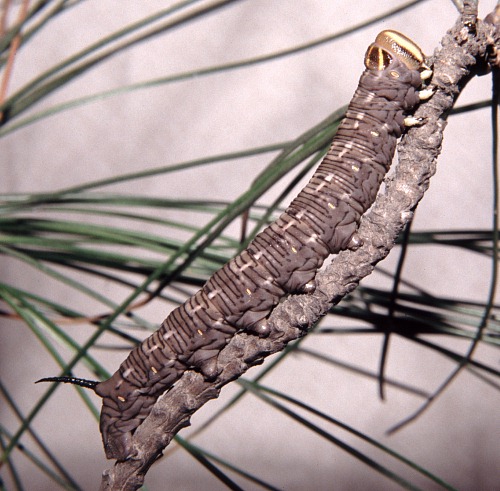 Full-grown larva of Hyloicus caligineus sinicus, Xiangshan, Beijing, China. Photo: &copy; Tony Pittaway