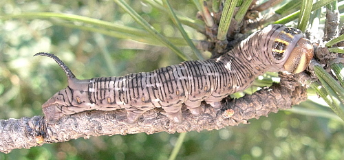 Full-grown larva of Hyloicus caligineus sinicus in alarm position, Xiangshan, Beijing, China, 2.ix.2005. Photo: &copy; Tony Pittaway