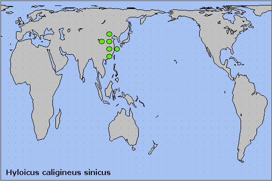 Global distribution of Hyloicus caligineus sinicus. Map: &copy; NHMUK.