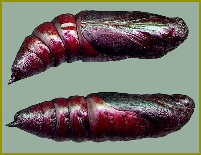 Pupa of Hyloicus caligineus sinicus, Xiangshan, Beijing, China. Photo: &copy; Tony Pittaway