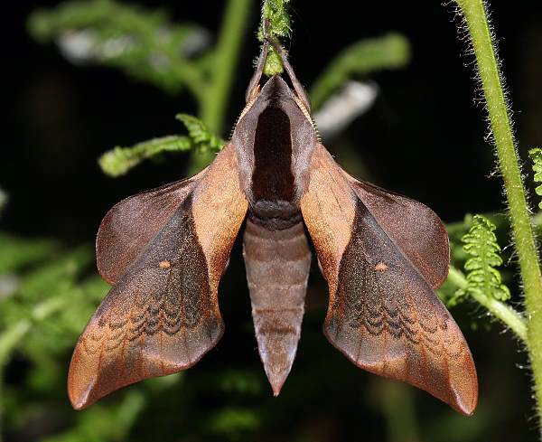 Resting Smerinthus szechuanus, Meigu, Sichuan, China. Photo: &copy; Viktor Sinjaev.