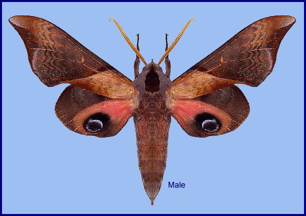 Male Smerinthus szechuanus, Mengla, Yunnan, China. Photo: &copy; Jarek Bury