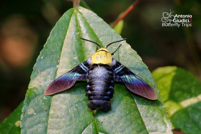 Male Sataspes tagalica tagalica, Chiang Dao, Northern Thailand, 20.iii.2017. Photo: &copy; Antonio Giudici.