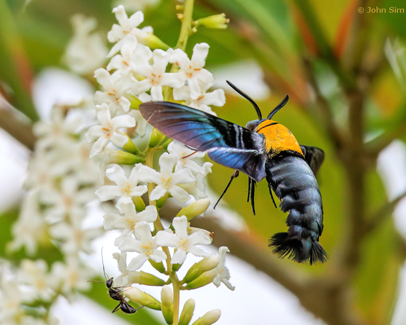 Male Sataspes tagalica tagalica at Duranta erecta, Northern Thailand, 6.x.2023. Photo: &copy; John Sim.