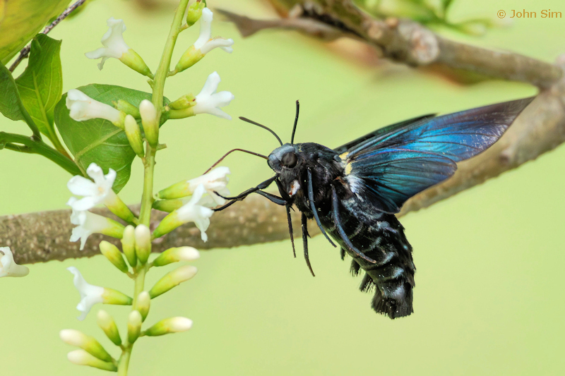 Female Sataspes tagalica tagalica at Duranta erecta, Northern Thailand, 29.viii.2023. Photo: &copy; John Sim.