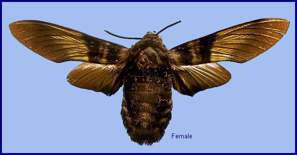 Female Sataspes tagalica tagalica. Photo: &copy; NHMUK