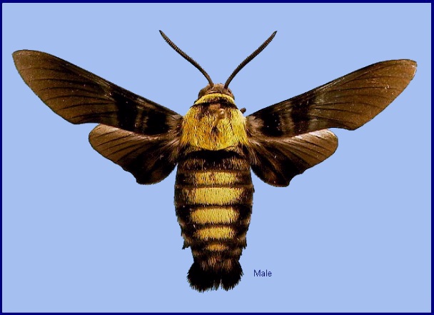 Male Sataspes tagalica tagalica f. tagalica. Photo: &copy; NHMUK