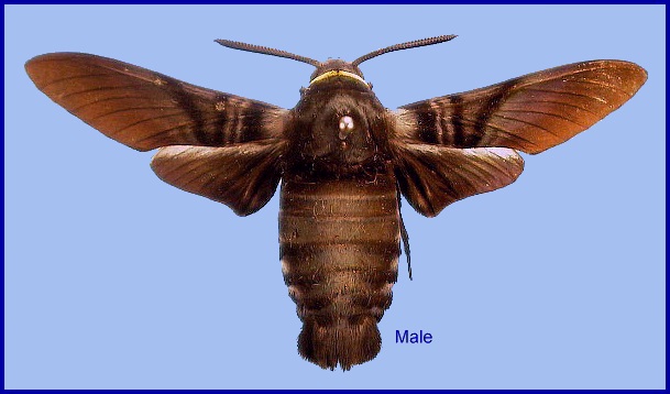 Male Sataspes tagalica tagalica f. collaris. Photo: &copy; NHMUK