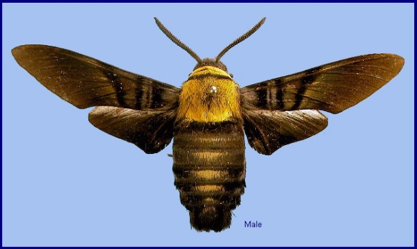 Male Sataspes tagalica tagalica f. thoracica. Photo: &copy; NHMUK