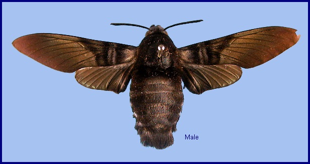 Male Sataspes tagalica tagalica f. hauxwelli. Photo: &copy; NHMUK