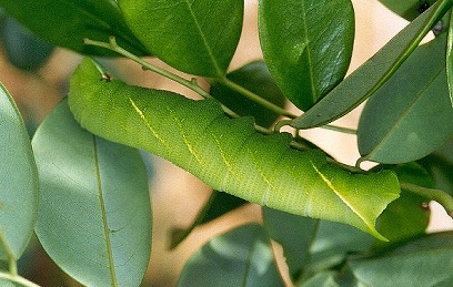 Full-grown unmarked form larva of Sataspes tagalica on Dalbergia benthami, Hong Kong, China. Photo: &copy; Kent H. K. Li.