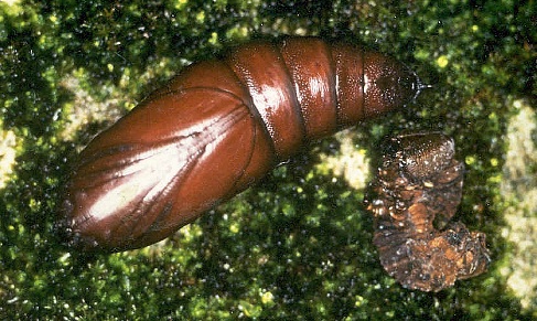 Pupa of Sataspes tagalica, Hong Kong, China. Photo: &copy; Kent H. K. Li.