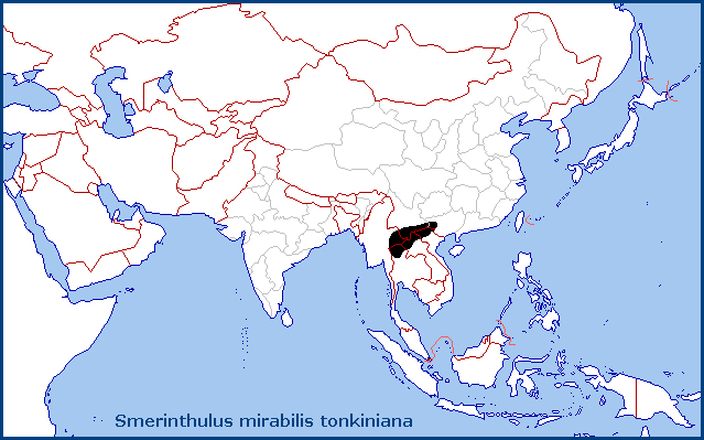 Global distribution of Smerinthulus mirabilis tonkiniana. Map: &copy; Tony Pittaway.