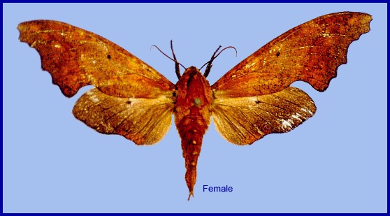 Female Smerinthulus witti, Yunnan, China. ALLOTYPE. Photo: &copy; Ronald Brechlin.
