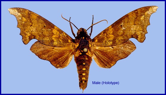 Male Smerinthulus witti, Yunnan, China. HOLOTYPE. Photo: &copy; Ronald Brechlin.