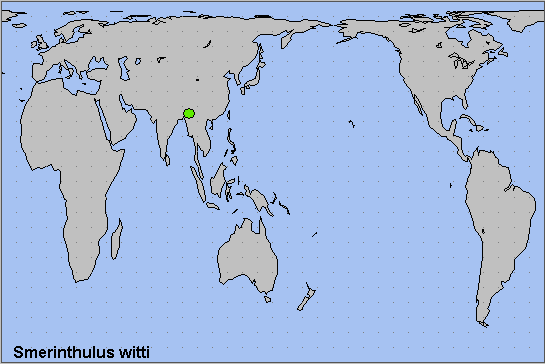 Global distribution of Smerinthulus witti. Map: &copy; NHMUK.