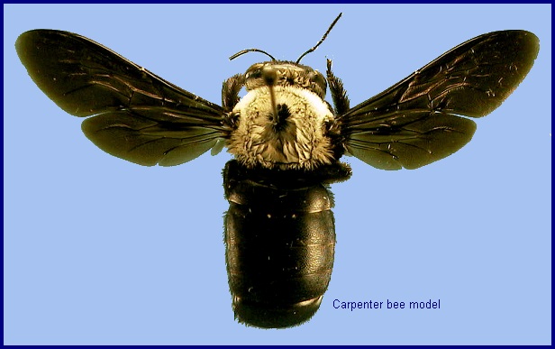 Bee model for some forms of Sataspes xylocoparis. Photo: &copy; NHMUK