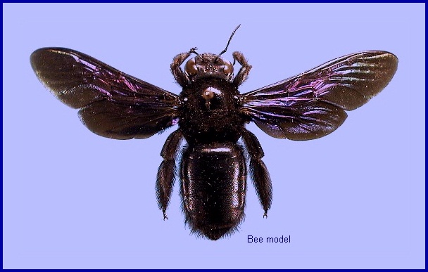 Bee model for some forms of Sataspes tagalica. Photo: &copy; NHMUK