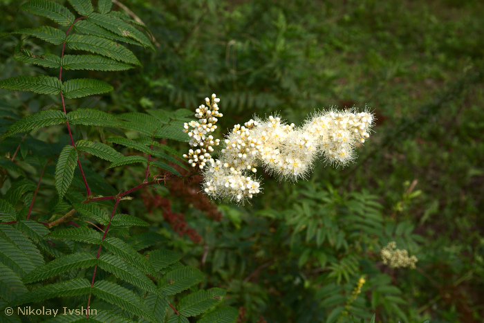 Sorbaria sorbifolia, a major host of Marumba gaschkewitschii carstanjeni, Andreevka, Primorskiy Krai, Russian Far East, viii.2020. Photo: &copy; Nikolay Ivshin.
