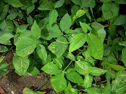 Syngonium podophyllum, Bangkok, Thailand. Photo: &copy; Tony Pittaway.