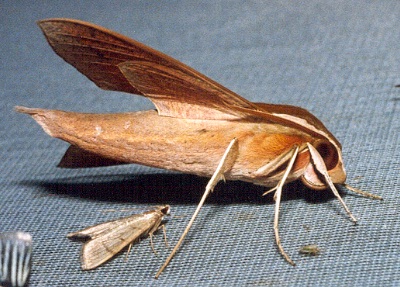 Adult Theretra alecto (side view), Thailand. Photo: &copy; Ian Kitching