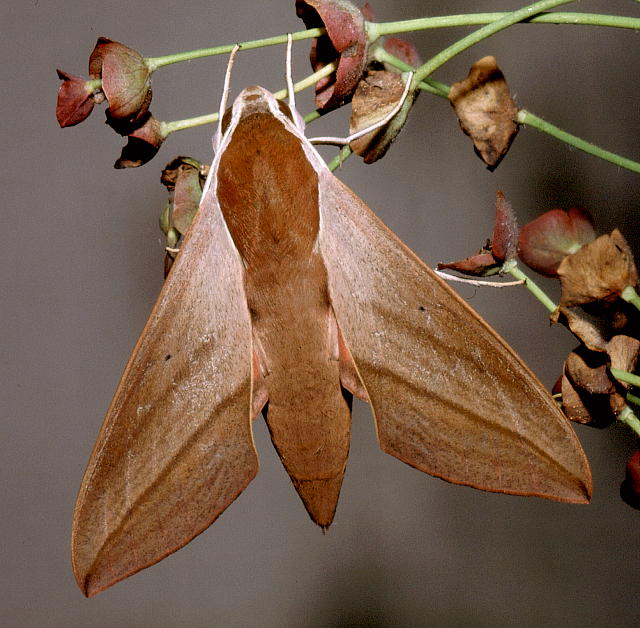 Adult Theretra alecto, Alanya, Turkey. Photo: &copy; Tony Pittaway