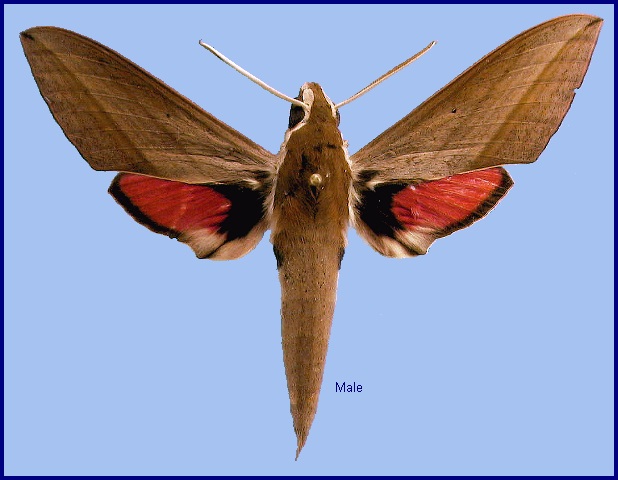 Male Theretra alecto. Photo: &copy; NHMUK