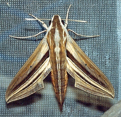 Adult Theretra oldenlandiae oldenlandiae, Thailand. Photo: &copy; Ian Kitching