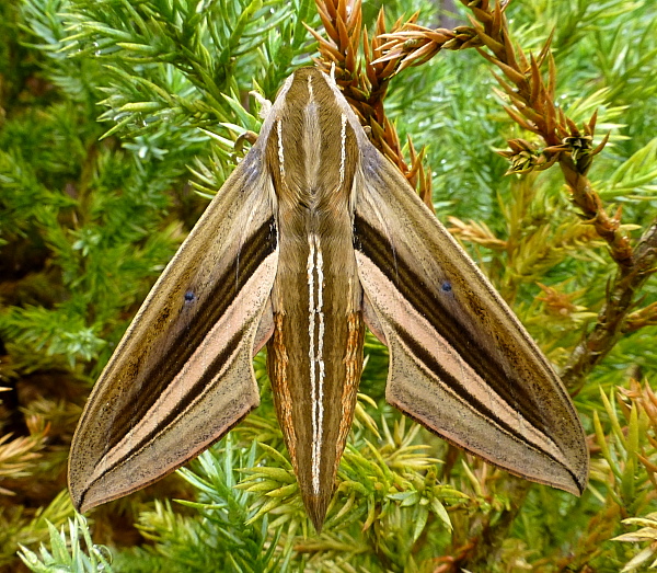 Female Theretra oldenlandiae oldenlandiae, Japan. Photo: &copy; Tony Pittaway.