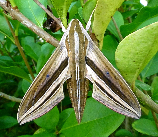 Male Theretra oldenlandiae oldenlandiae, Japan. Photo: &copy; Tony Pittaway.