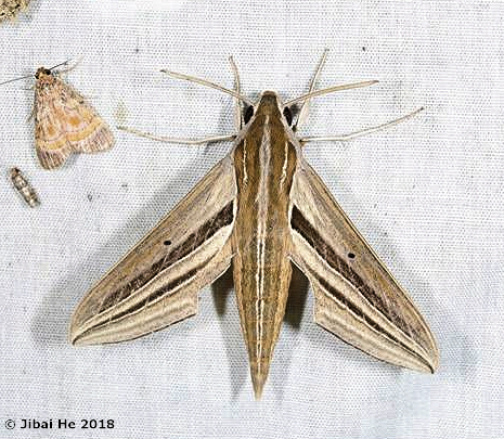 Adult Theretra oldenlandiae oldenlandiae, Mt. Guifeng, Macheng, Hubei, China, 400m, 16.vi.2018. Photo: &copy; He JiBai.