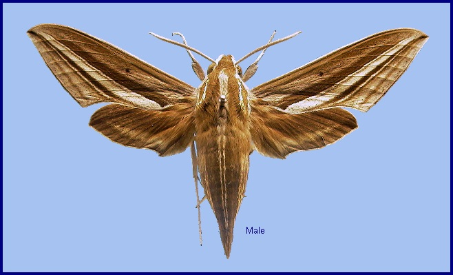 Male Theretra oldenlandiae oldenlandiae. Photo: &copy; NHMUK