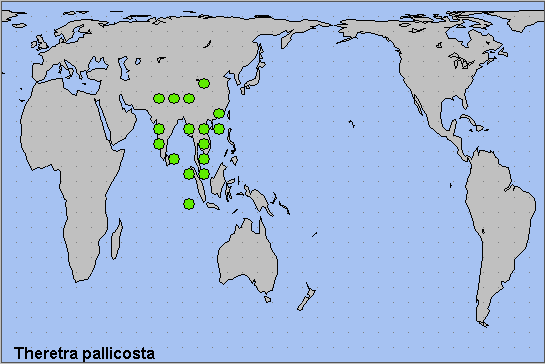 Global distribution of Theretra pallicosta. Map: &copy; NHMUK.
